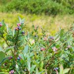 Blueberries in Graveyard Fields