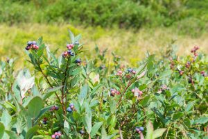 Blueberries in Graveyard Fields