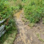 Mud and Overgrowth on Graveyard Fields