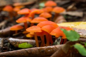 Orange Mushrooms