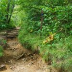 Erosion on the Graveyrd Fields Loop Trail