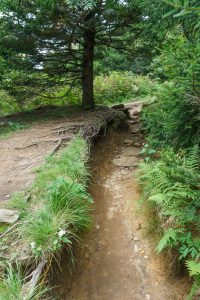 Erosion Gully on the Art Loeb Trail