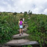 Log Steps on the Art Loeb Trail