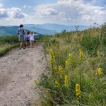 Goldenrod on Black Balsam Knob