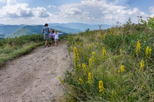 Goldenrod on Black Balsam Knob