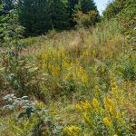 Goldenrod at the Edge of the Spruces