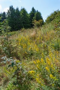 Goldenrod at the Edge of the Spruces