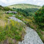 Goldenrod and Mountain Ash on Black Balsam