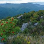 Mountain Ash on Sam Knob