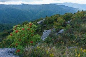 Mountain Ash on Sam Knob