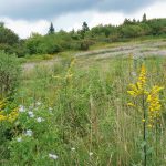 Meadow Below Sam Knob