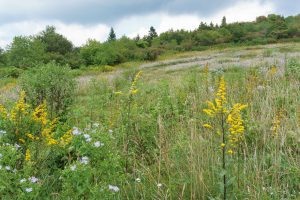 Meadow Below Sam Knob