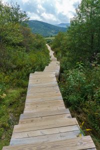 Boardwalk and Staircase on Sam Knob Summit Trail