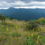 Goldenrod View on Sam Knob