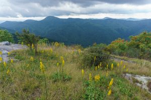 Goldenrod View on Sam Knob