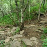 Sam Knob Trail Switchback