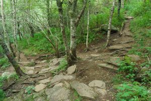 Sam Knob Trail Switchback