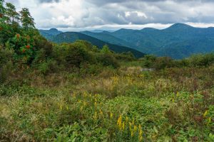 Shrubby Meadow on Sam Knob