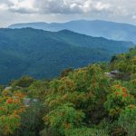 Red Mountain Ash on Sam Knob