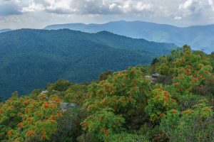 Red Mountain Ash on Sam Knob