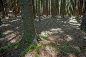 Stand of Red Spruce beside the Mountains to Sea Trail