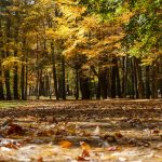 Linville Falls Picnic Area Parking Fall Color