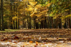 Linville Falls Picnic Area Parking Fall Color