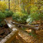 Cascades Trail Bridge in Fall Color