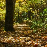 Cascades Trail Fall Color