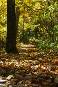 Cascades Trail Fall Color