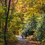 Road to Grassy Creek Falls