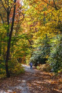 Road to Grassy Creek Falls