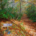 Turn to Grassy Creek Falls