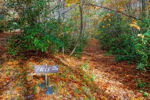 Turn to Grassy Creek Falls