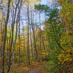 Trail to Grassy Creek Falls