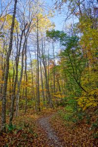 Trail to Grassy Creek Falls