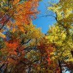 Fall Color on Mackey Mountain