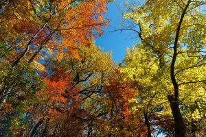 Fall Color on Mackey Mountain