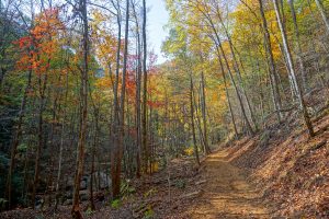 Fall Color on the Catawba Falls Trail