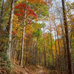 Fall Color on the Catawba Falls Trail