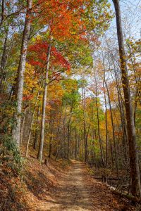 Fall Color on the Catawba Falls Trail