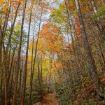 Fall Color on the Catawba Falls Trail