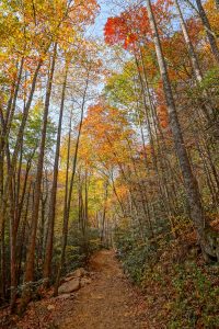 Fall Color on the Catawba Falls Trail