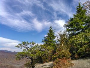 Vegetation on Looking Glass Rock