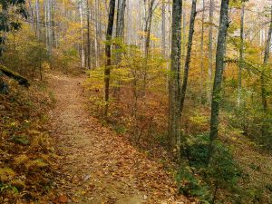 Looking Glass Rock trail in Cove