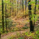 Looking Glass Rock trail in Cove