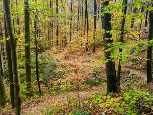 Looking Glass Rock trail in Cove