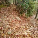 Switchback on the Looking Glass Rock Trail