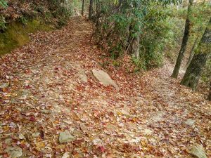 Switchback on the Looking Glass Rock Trail