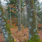 Pair of Mossy Trees on Bald Knob Ridge